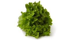 Lechuga