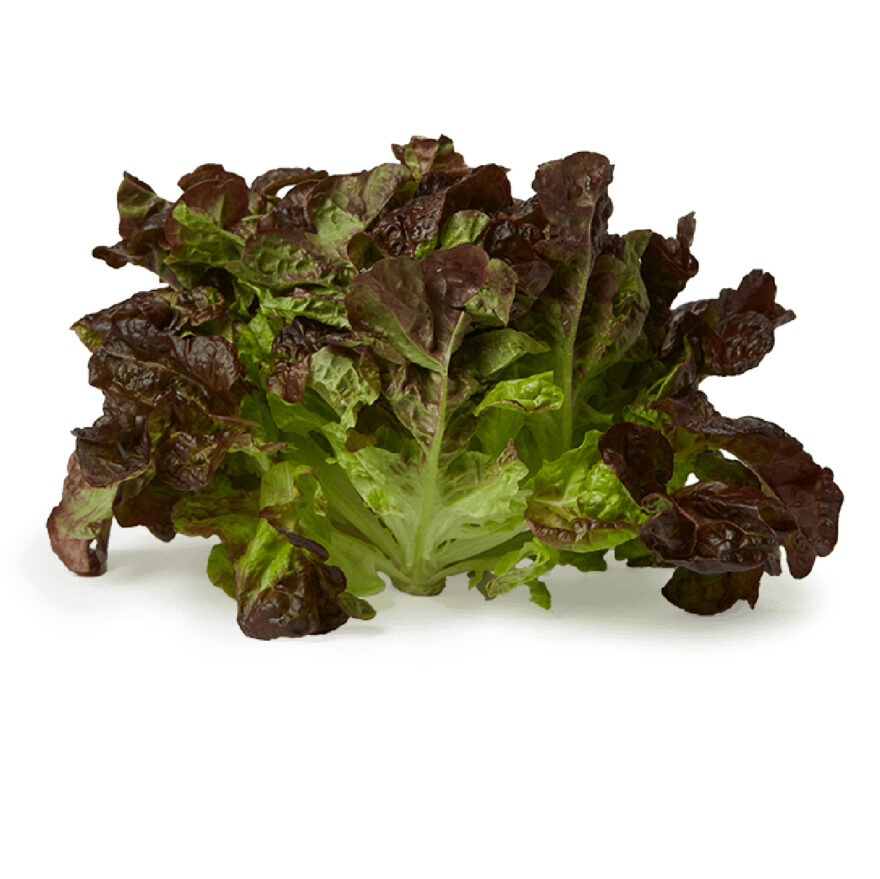 Lechuga hoja de roble